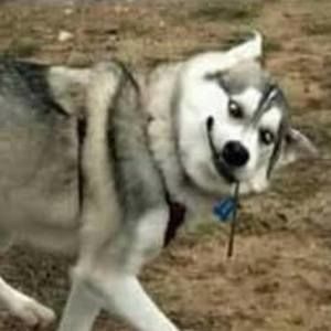 Meet your Posher, Bobby